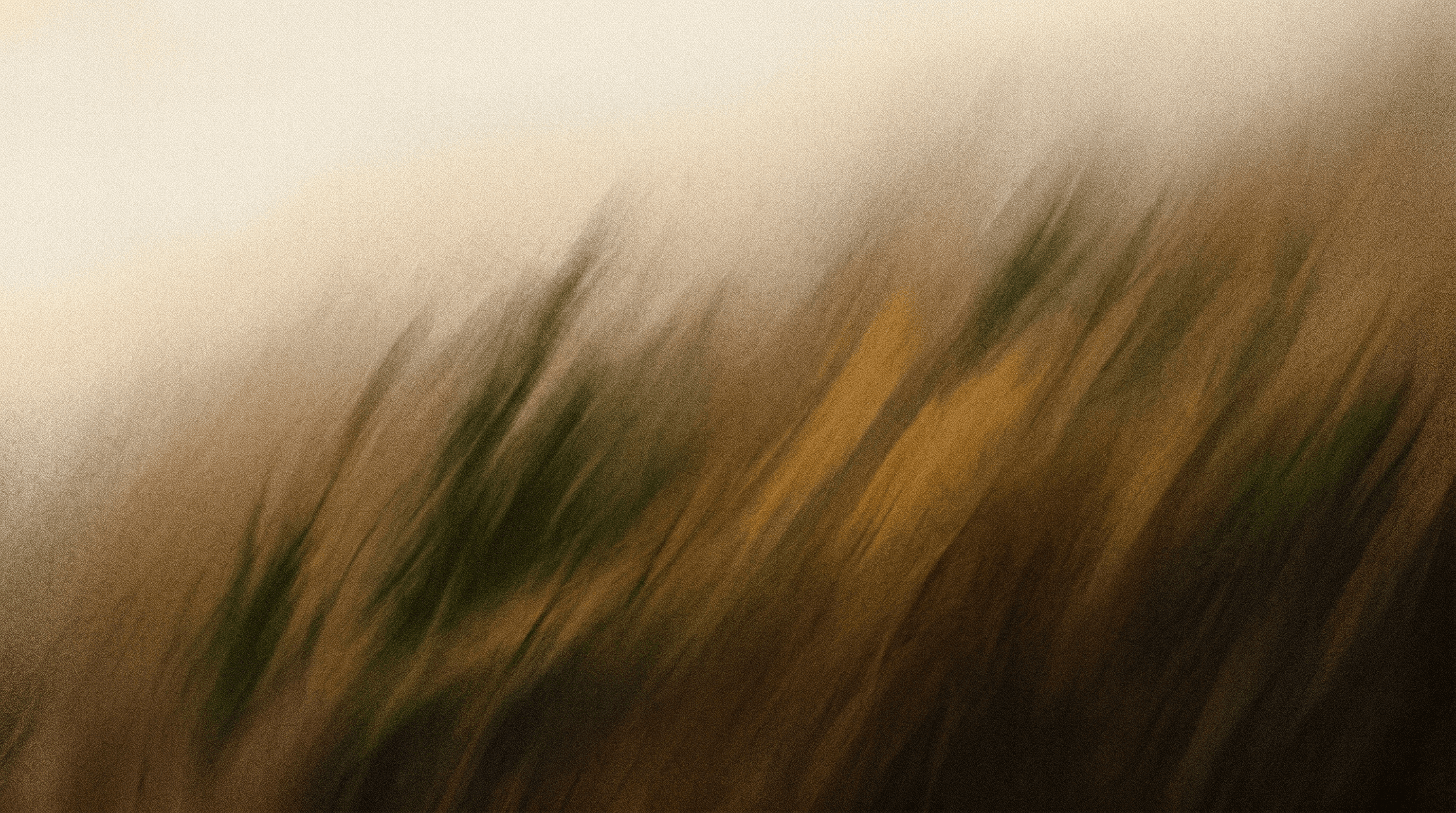 Field 4